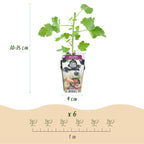 Ribes 'Jostabär' (bärbuske) – 6 plantor, Ø 9 cm, 35 cm hög