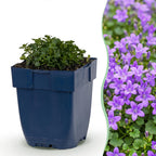 Campanula portenschlagiana (Pfirsichblatt-Glockenblume) – rosa – 24 Pflanzen, Ø 11 cm, 15–25 cm hoch