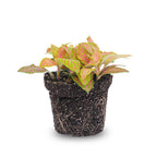 Fittonia Orange (Mosaikpflanze) – Ø8 cm