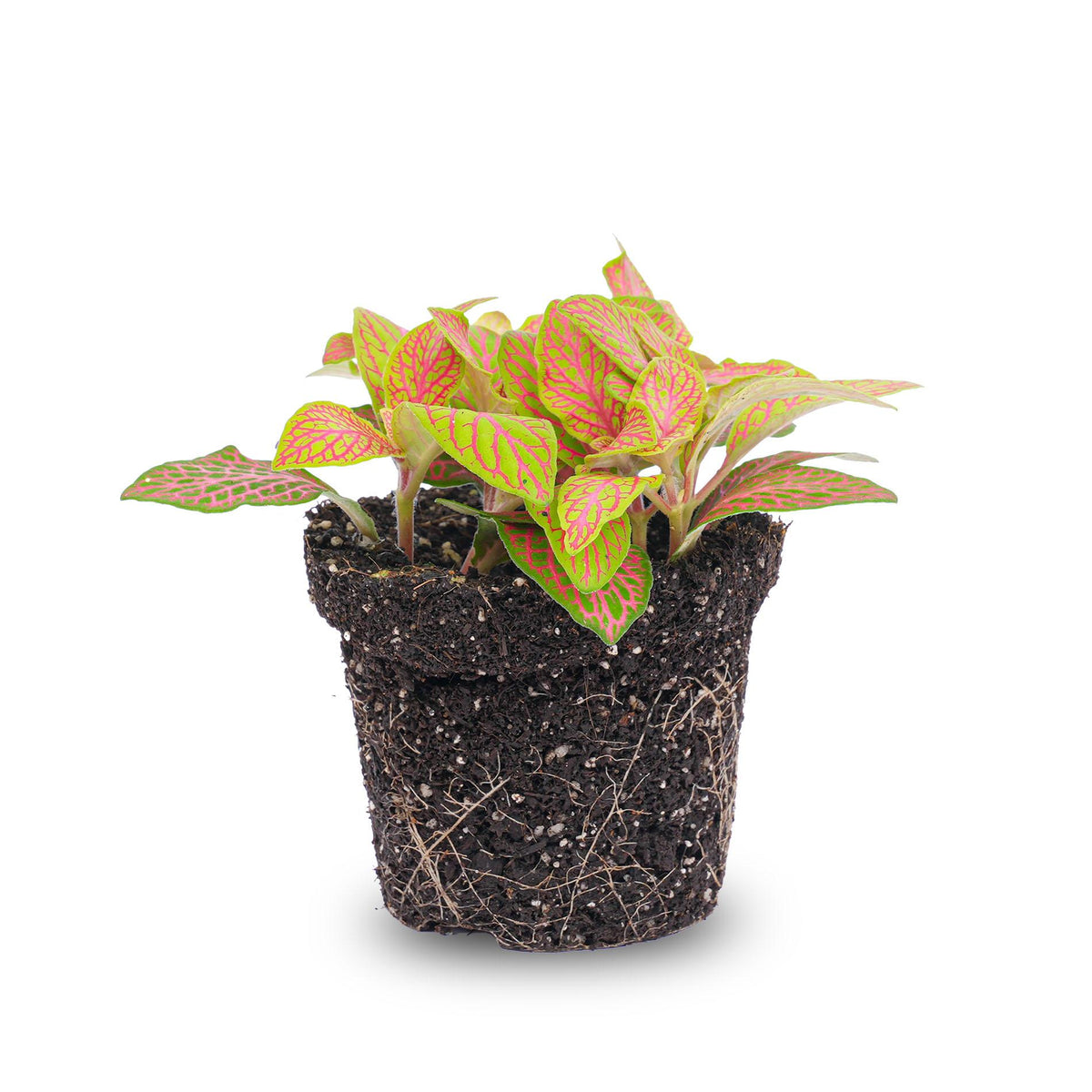 Fittonia Orange (Mosaikpflanze) – Ø8 cm
