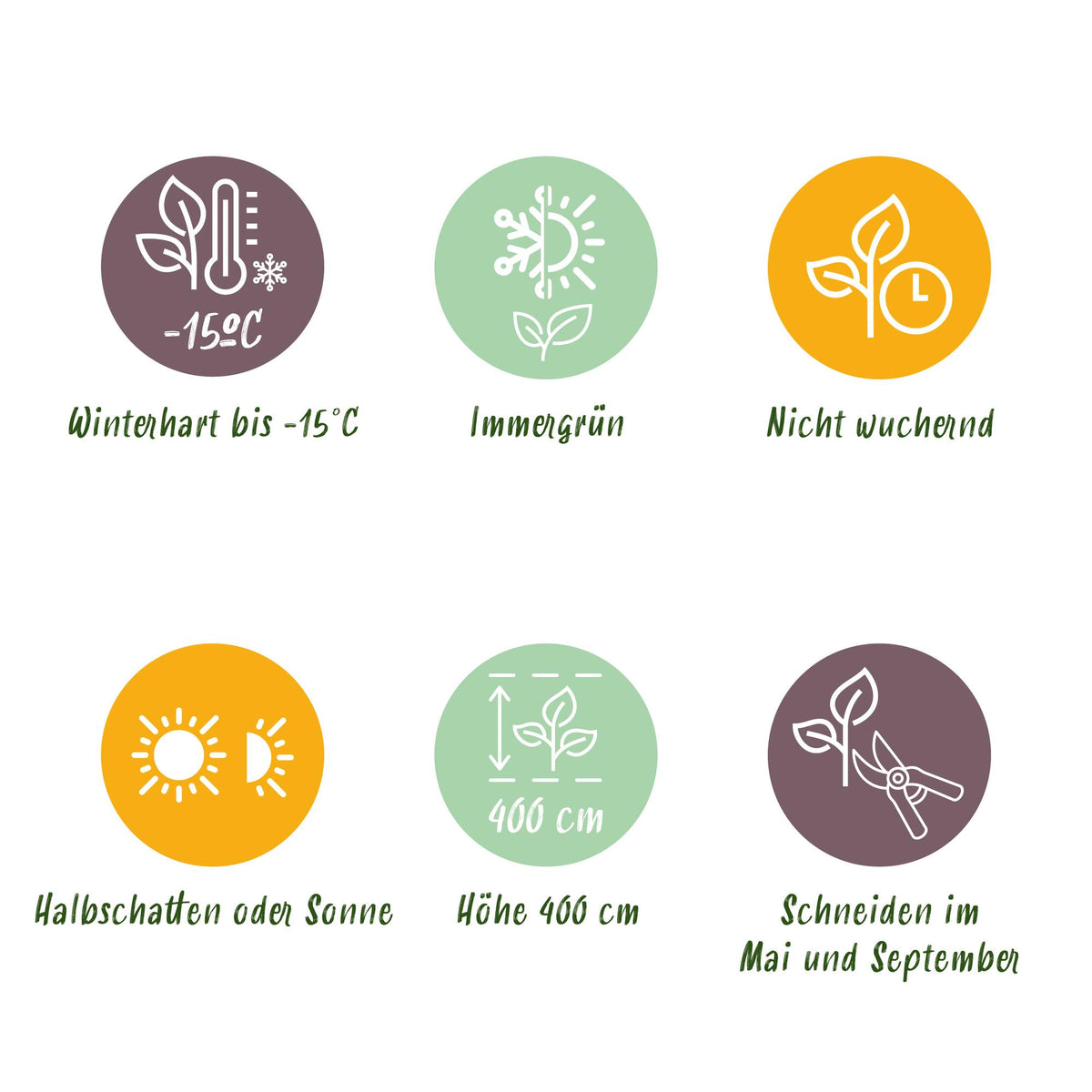 Ligustrum ovalifolium 'Aureum' (bontbladige liguster) – 16 planten, Ø9 cm, 35–45 cm hoog – foto 7