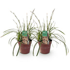 Carex morrowii 'Ice Dance' (Segge) – 2 Pflanzen, Ø 17 cm, 50 cm hoch