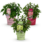 Hydrangea panniculata 'Groundbreaker Blush' (rubis) – 3 plantes, Ø14 cm, 20–25 cm de haut