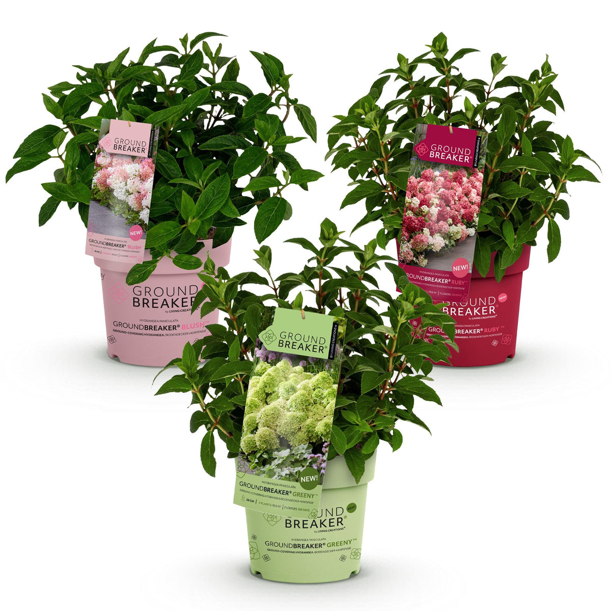 Hydrangea panniculata 'Groundbreaker Blush' (ruby) – 3 planten, Ø14 cm, 20–25 cm hoog