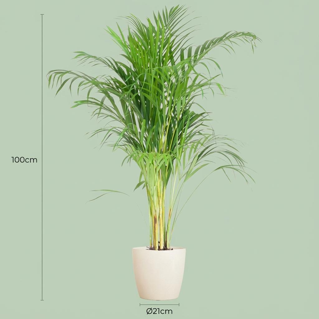 Dypsis (Goldpalme) im weißen Potter-Dekotopf – Ø 21 cm, 100 cm hoch