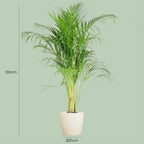 Dypsis (Goldpalme) im weißen Potter-Dekotopf – Ø 21 cm, 100 cm hoch