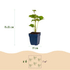Anemone hybr. 'Kön. Charlotte' (autumn anemone) – pink – 3 plants, Ø11 cm, 15–25 cm high