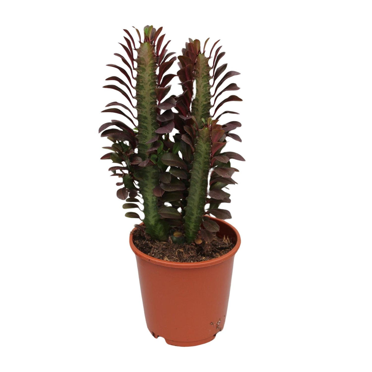 Euphorbia Trigona Rubra – Ø12 cm, 40 cm hoog