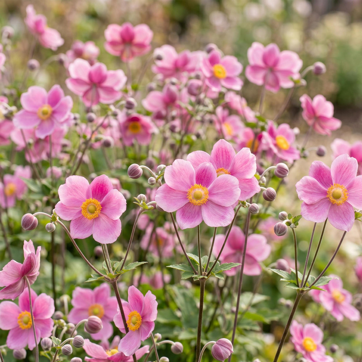 Anémone hup. 'Splendens' (anémone d'automne) – rose foncé – 3 plantes, Ø11 cm, 15–25 cm de haut – photo 5