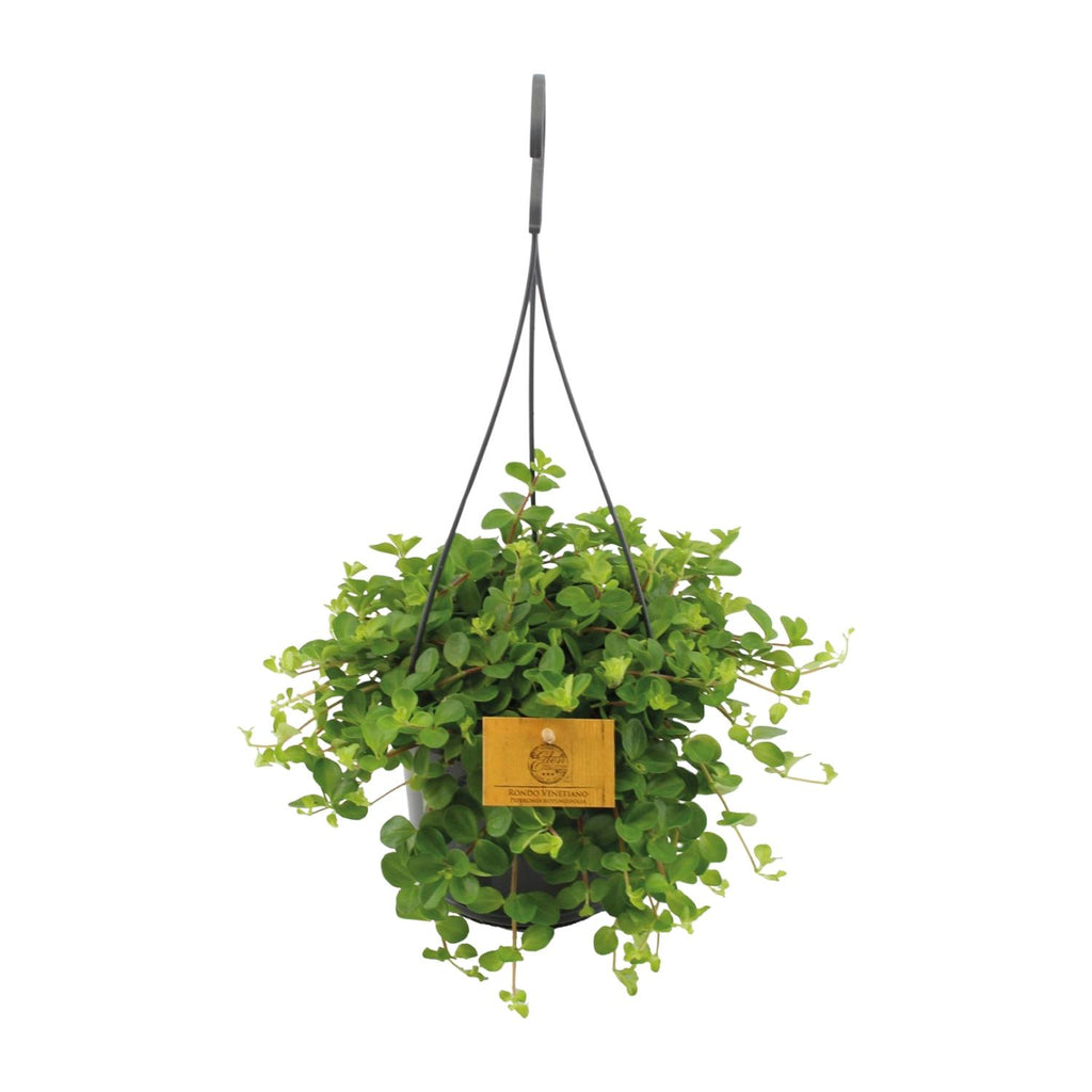 Peperomia Rotundifolia – Ø15 cm, 25 cm hoog