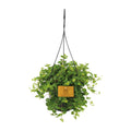 Peperomia Rotundifolia – Ø15 cm, 25 cm hoog