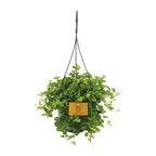 Peperomia Rotundifolia – Ø15 cm, 25 cm hoog