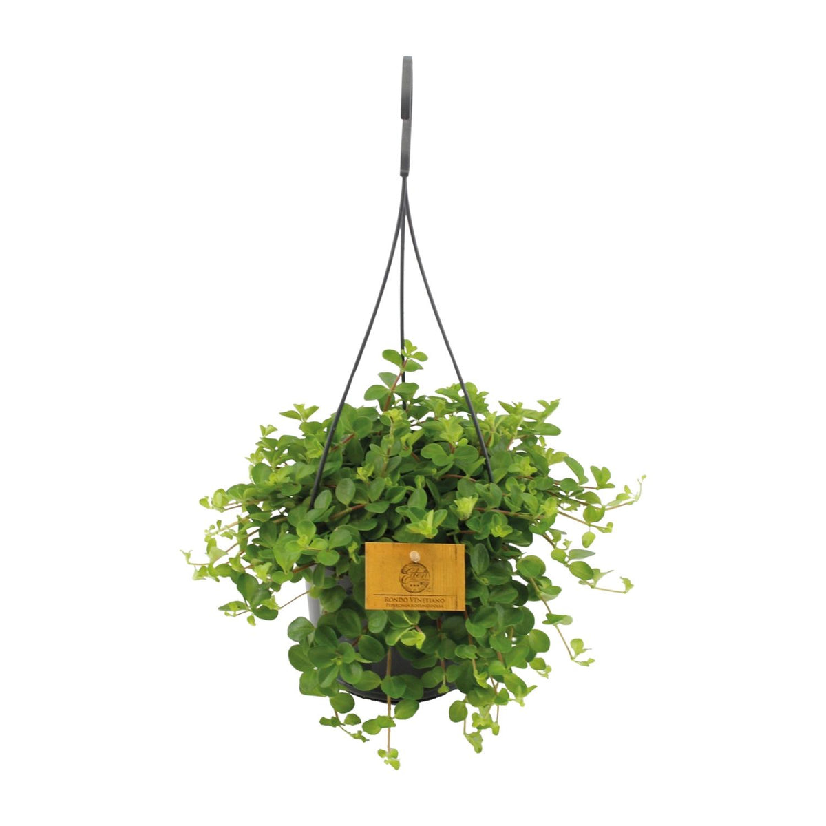 Peperomia Rotundifolia – Ø15 cm, 25 cm hoog