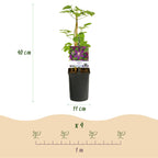 Clematis 'Mikelite' (Waldrebe) – violett – 2 Pflanzen, Ø 11 cm, 40 cm hoch