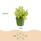 Kantpakke med teurter – 12 planter, Ø11 cm, 15–25 cm høje