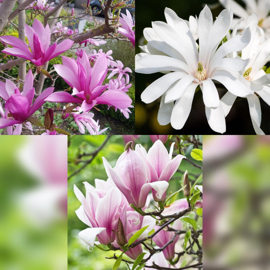 Magnolie 'Tricolour' – rosa-weiß-violett – 3 Pflanzen, Ø 12 cm, 30 cm hoch – Bild 3