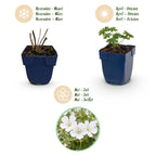 Geranium sanguineum 'Album' (ooievaarsbek) – wit – 24 planten, Ø11 cm, 15–25 cm hoog