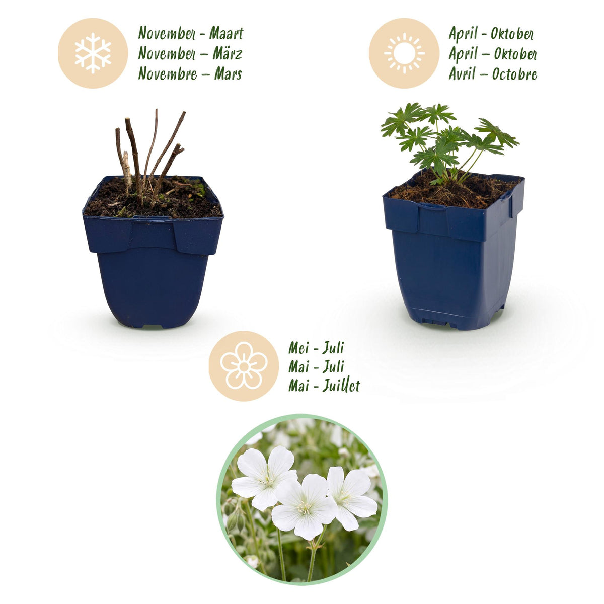 Geranium sanguineum 'Album' (ooievaarsbek) – wit – 24 planten, Ø11 cm, 15–25 cm hoog – foto 4