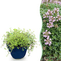 Thymus praecox minor (thym rampant) – rose – 12 plants, Ø11 cm, 15–25 cm de haut