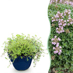 Thymus praecox minor (thym rampant) – rose – 12 plants, Ø11 cm, 15–25 cm de haut