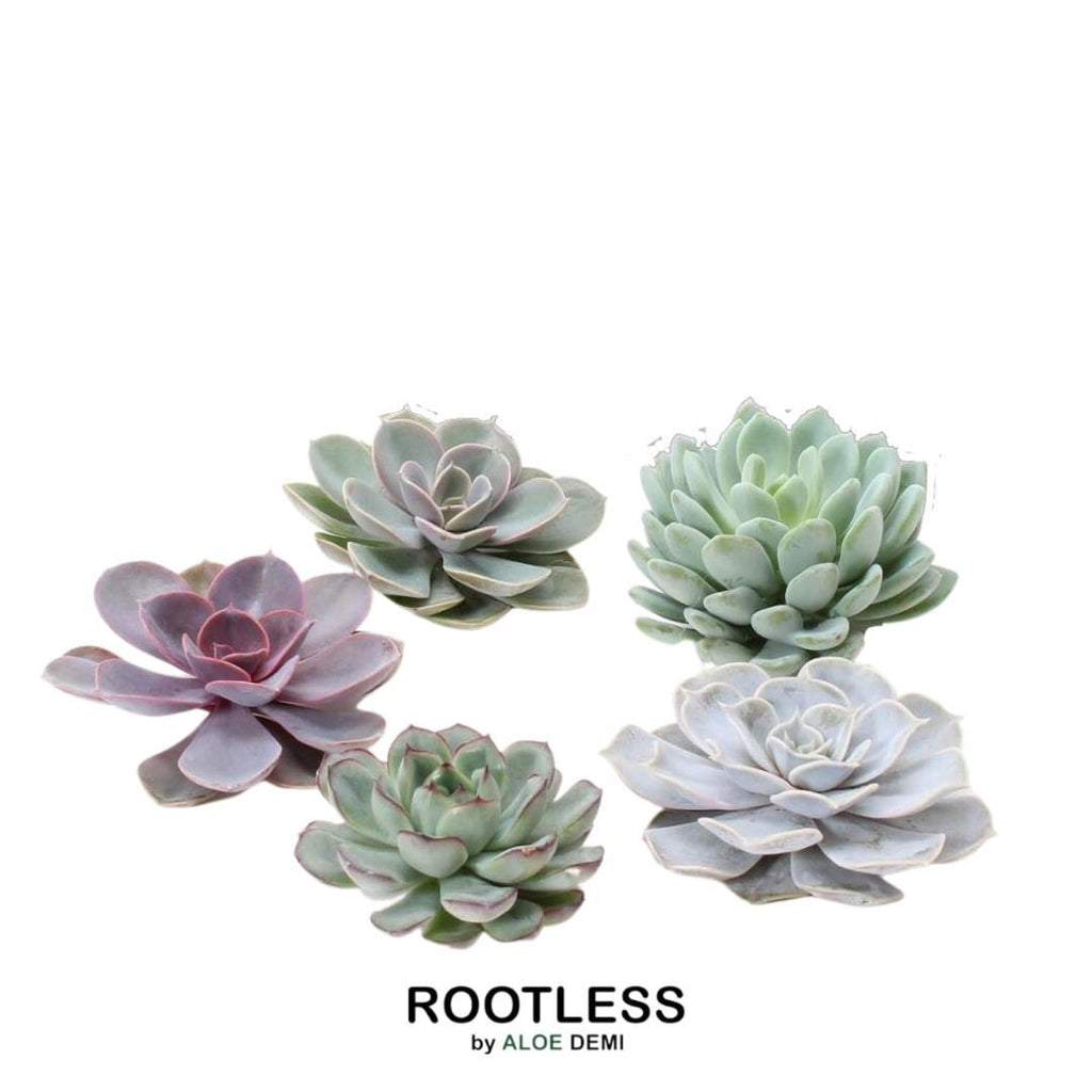 ROOTLESS Echeveria Medium Mix GIY Box – Ø19 cm, 5 cm høj