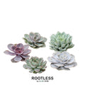 ROOTLESS Echeveria Medium Mix GIY Box – Ø19 cm, 5 cm høj
