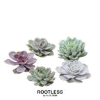 ROOTLESS Echeveria Medium Mix GIY Box – Ø19 cm, 5 cm høj