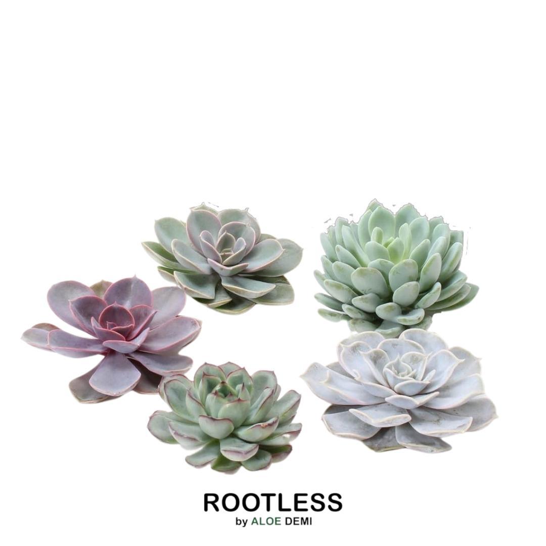 ROOTLESS Echeveria Medium Mix GIY Box – Ø19 cm, 5 cm høj