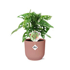 Monstera ‘Monkey Leaf’ in ELHO Vibes Fold 14cm rosa (Fensterblatt) – 30 cm hoch