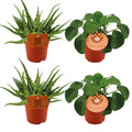 2× Pilea Peperomoides – Ø11 cm, 10 cm hoch