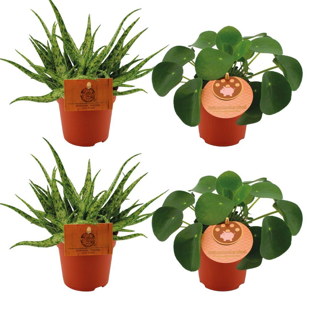 2× Pilea Peperomoides – Ø11 cm, 10 cm hoch