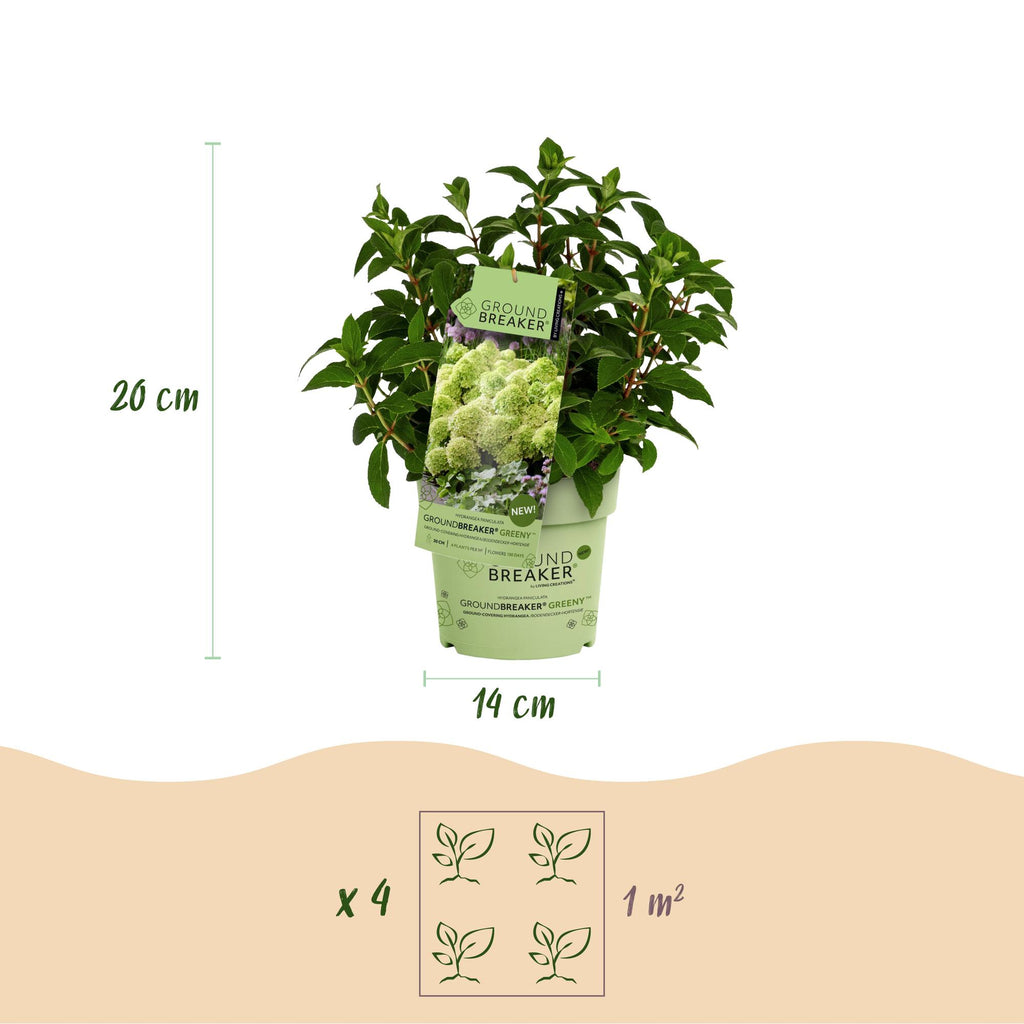 Hydrangea panniculata 'Groundbreaker Greeny' (hortensia paniculé) – crème – 8 plants, Ø14 cm, 20–25 cm de haut – photo 3