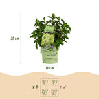 Hydrangea panniculata 'Groundbreaker Greeny' (hortensia paniculé) – crème – 8 plants, Ø14 cm, 20–25 cm de haut