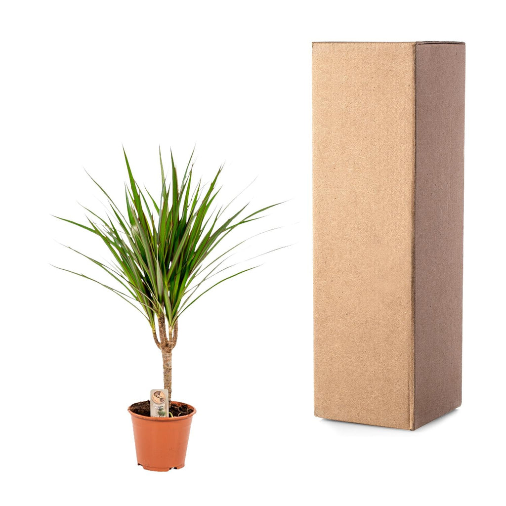 Dracaena marginata (dragetræ) – Ø14 cm, 60 cm høj