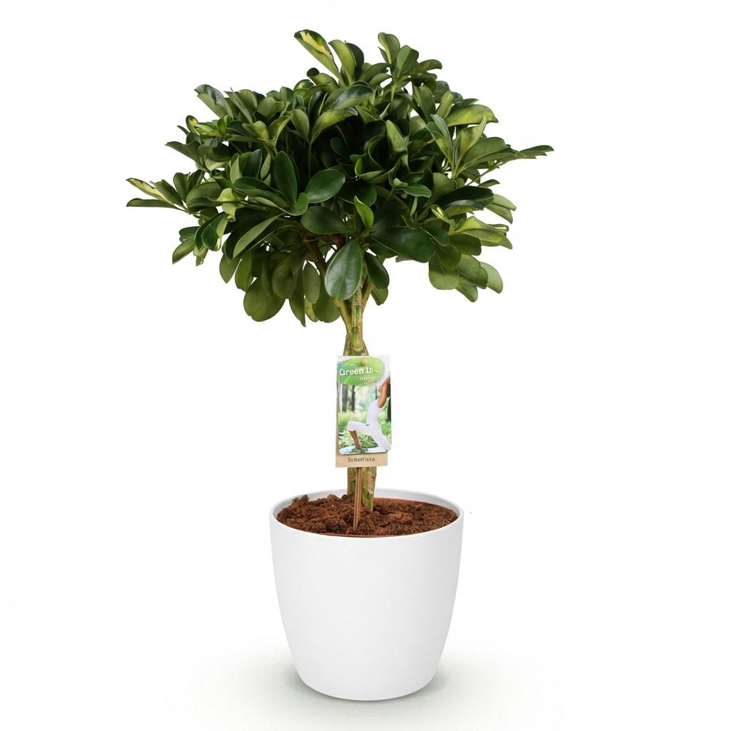 Schefflera Gold Capelle (Fingerbaum) im weißen Tontopf – Ø 21 cm, 70–80 cm hoch – Bild 2