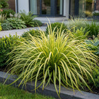 Carex oshimensis 'Evergold' (laîchaume du Japon) – 24 plants, Ø11 cm, 15–25 cm de haut