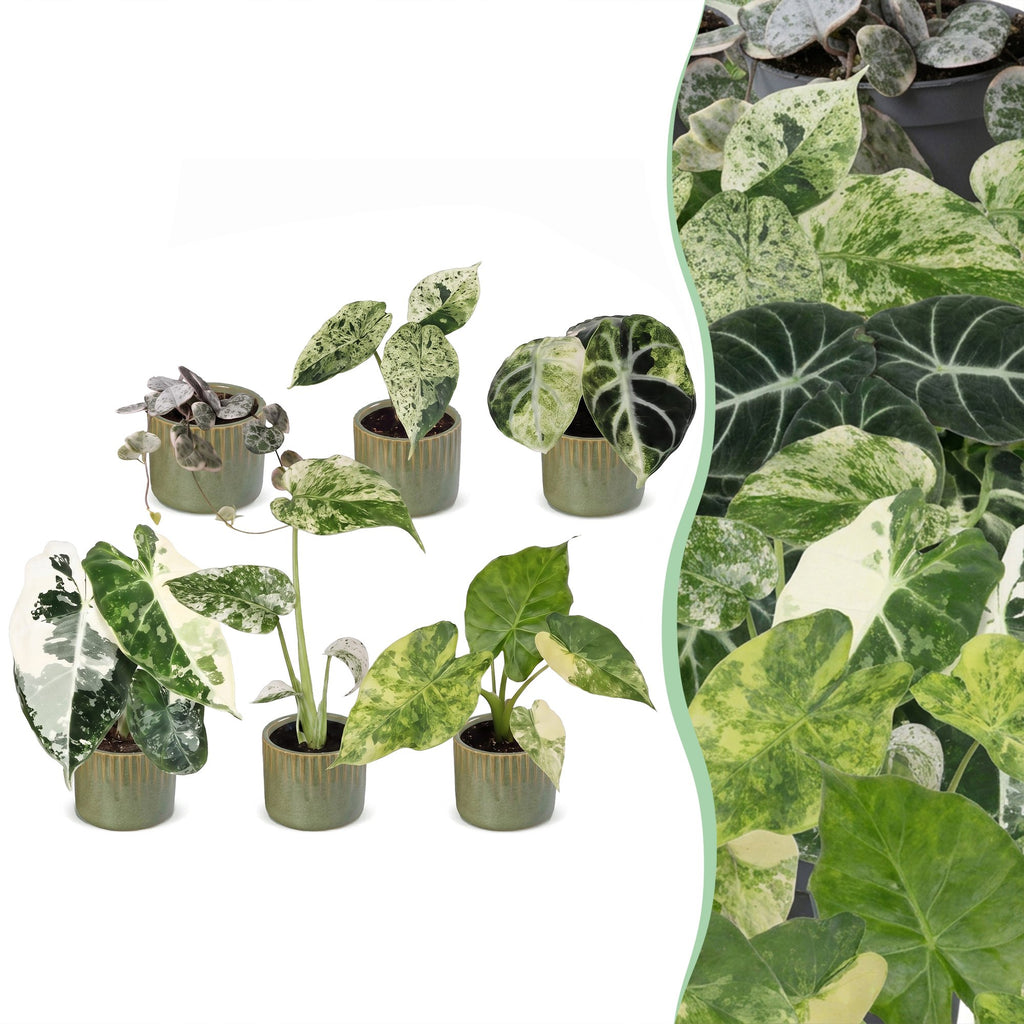 6× jeunes plantes Variegata Mix incl. Linnea Olive – Ø6 cm, 10–15 cm de haut