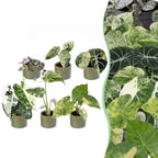 6× jeunes plantes Variegata Mix incl. Linnea Olive – Ø6 cm, 10–15 cm de haut