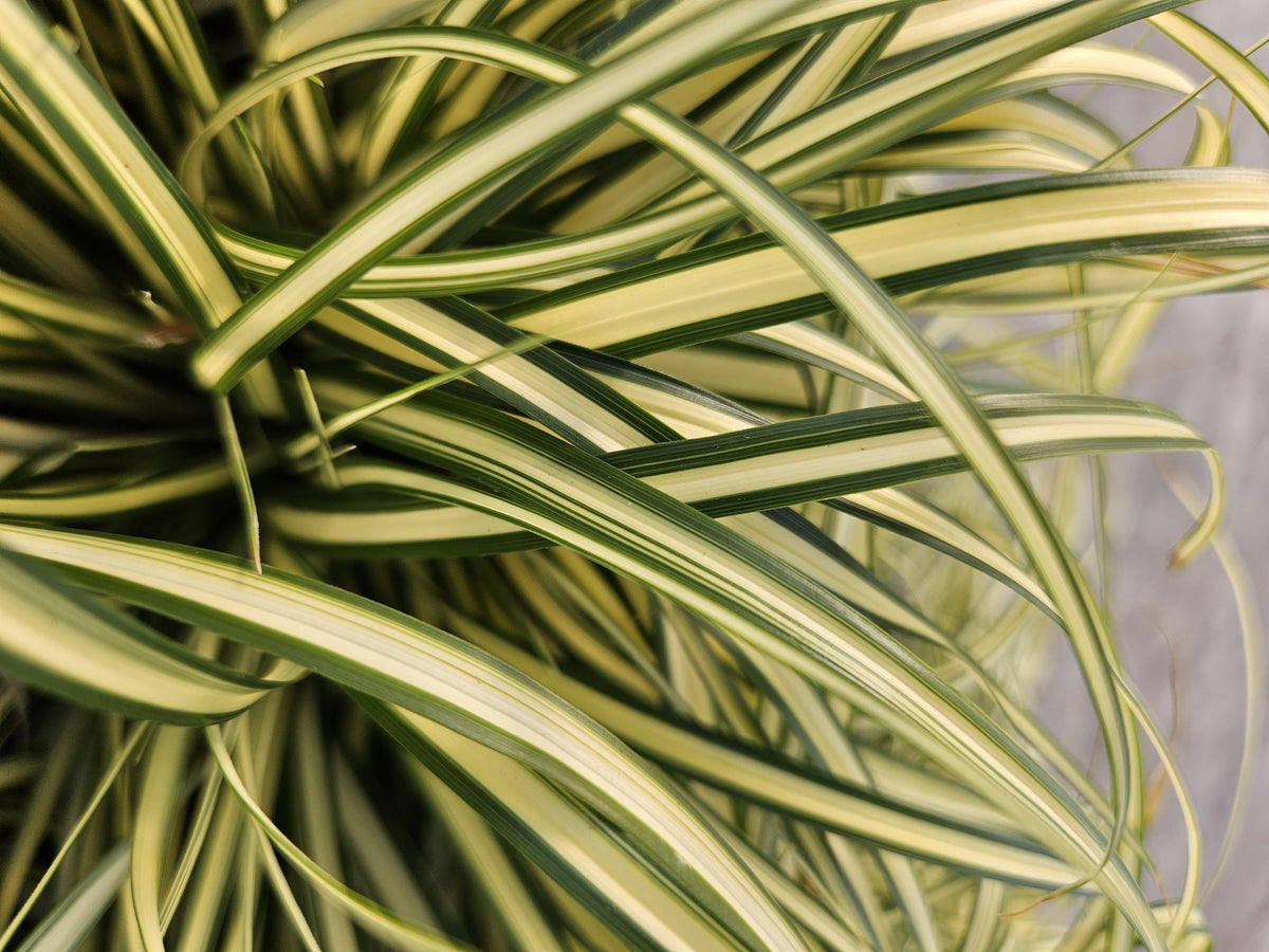 Carex oshim. 'Evergold' (zegge) – 6 planten, Ø9 cm, 10–25 cm hoog