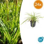Carex morrowii 'Aureovariegata' (sedge) – 24 plants, Ø9 cm, 10–25 cm high