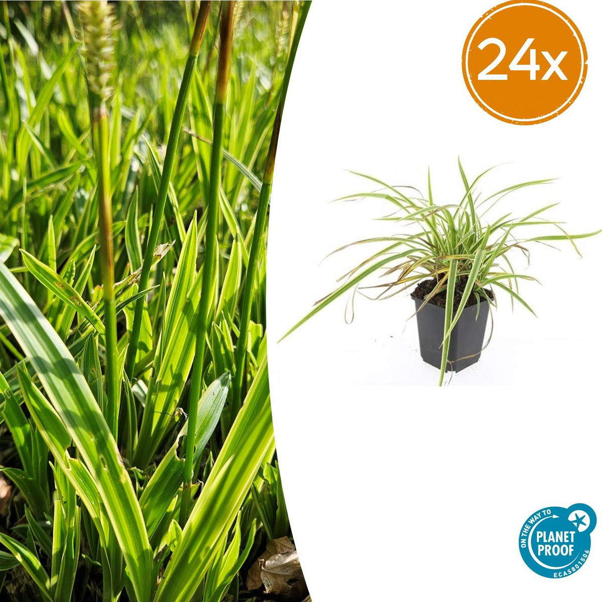 Carex morrowii 'Aureovariegata' (Segge) – 24 Pflanzen, Ø9 cm, 10–25 cm hoch – Bild 2