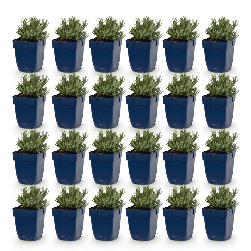 Lavandula angustifolia 'Rosea' (lavande) – rose – 24 plants, Ø11 cm, 15–25 cm de haut – photo 2