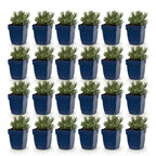 Lavandula angustifolia 'Rosea' (lavande) – rose – 24 plants, Ø11 cm, 15–25 cm de haut