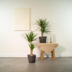 2× Dracaena (drakenboom) – Ø17 cm