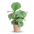 Calathea orbifolia med tangkurv – Ø21 cm, 65 cm høj