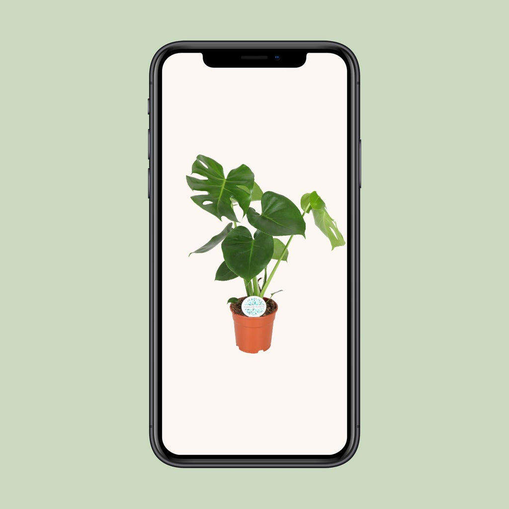 Monstera deliciosa (gatenplant) – Ø17 cm, 55 cm hoog – art. 2926