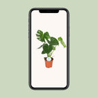 Monstera deliciosa (gatenplant) – Ø17 cm, 55 cm hoog – art. 2926