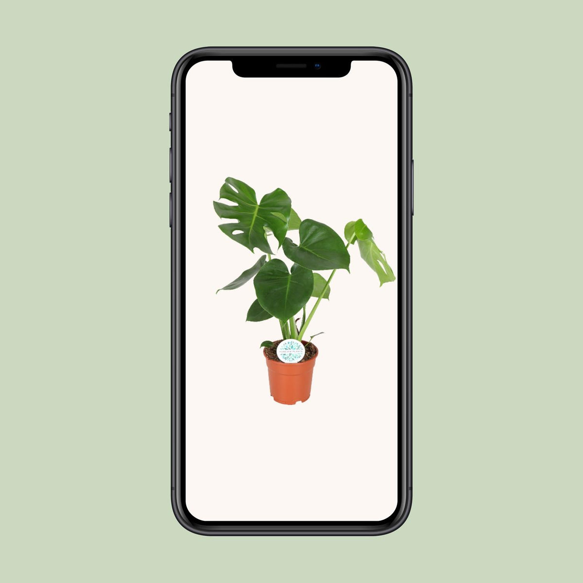 Monstera deliciosa (Fensterblatt) – Ø 17 cm, 55 cm hoch – Art. 2926