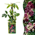 Akebia quinata (akebia à cinq feuilles) – pourpre-rouge – Ø9 cm, 35 cm de haut