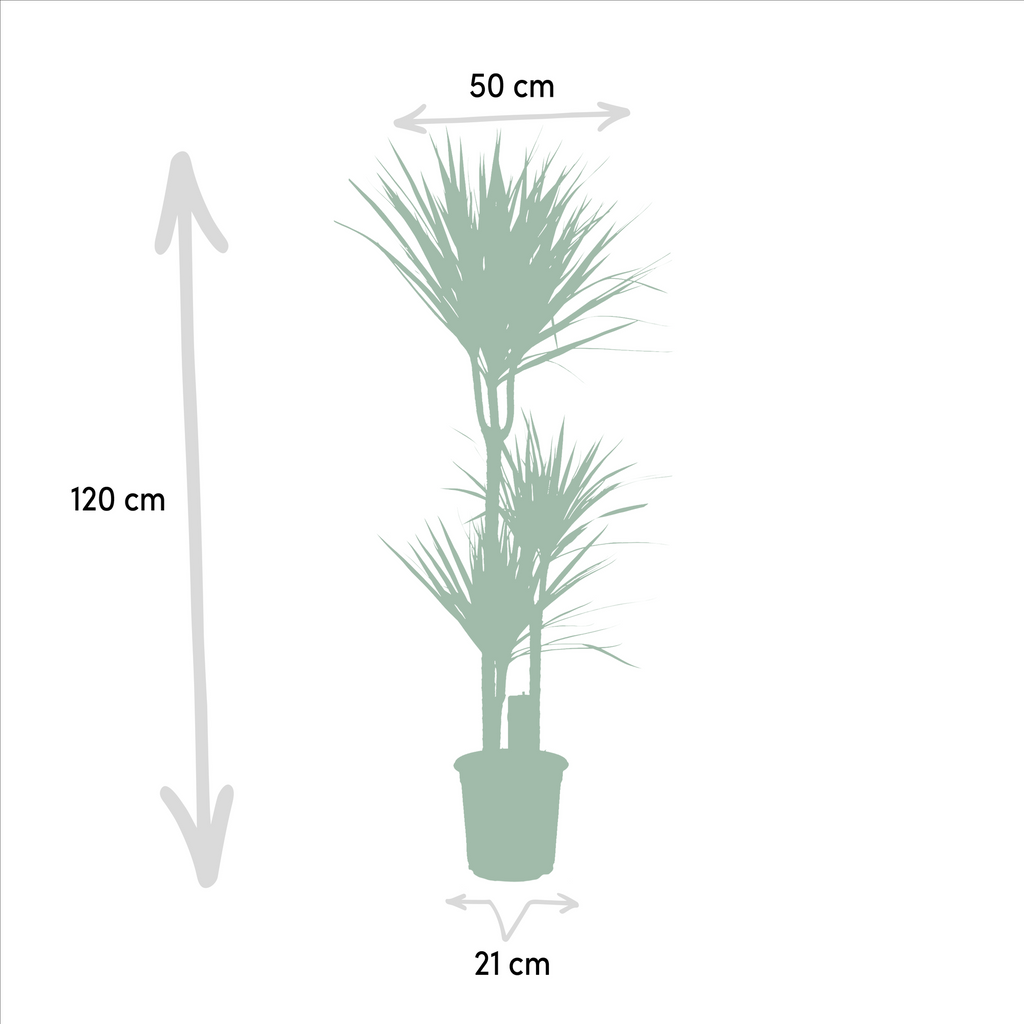 Dracaena (dragehir) – Ø21 cm – yucca